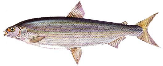 Coregoni (lavarello, bondella)